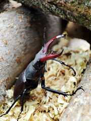  close up photo of a stag beetle on firewood