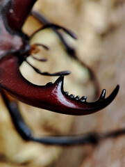 macro photo of the horn of a stag beetle