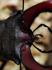 stag beetle head close-up
