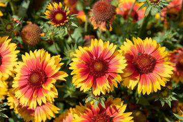 Blanket flowers (gaillardia x grandiflora) in bloom