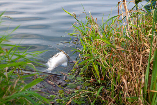 Śnięta ryba . The dead fish in the Odra river