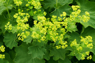 Alchemilla or lady's-mantle plant with green leaves and yellow flowers in the summer garden.