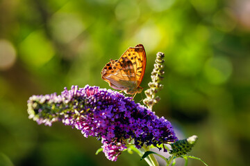 Schmetterling auf Flieder