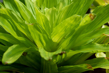 Obraz premium close up of a green plant