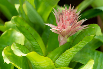 close up of a green plant