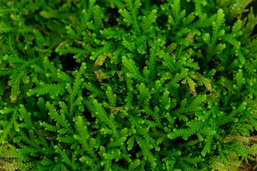 close up of a green plant