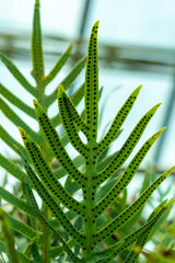 close up of a green plant
