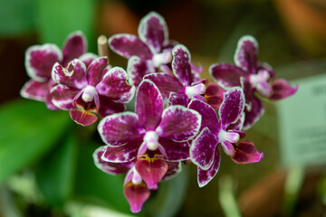 orchid in the garden