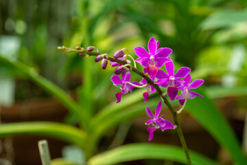 orchid in the garden