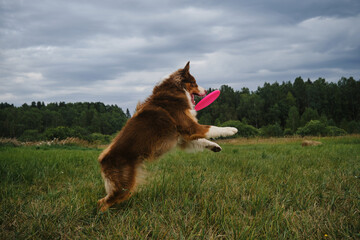 Funny surprised dog face. Sports with pet outdoors outside. Brown cheerful Australian Shepherd jumps and catches flying disc with teeth. Side view. Aussie playing with frisbee plate.