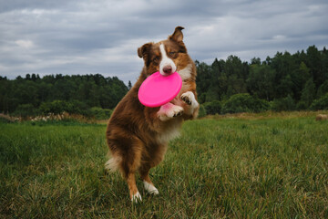 Funny surprised dog face. Sports with pet outdoors outside. Brown cheerful Australian Shepherd jumps and catches flying disc with teeth. Front view. Aussie playing with frisbee plate.
