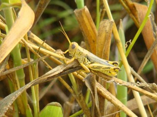 grasshopper on grass