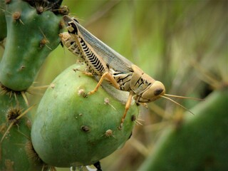 grasshopper on cactus