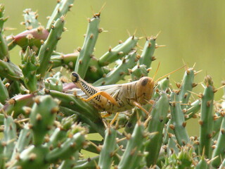 grasshopper on cactus