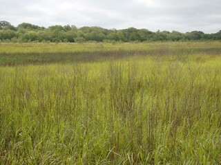 Texas grassland