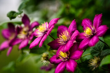 lila Clematis