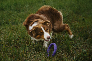 Brown Australian Shepherd dog playing in field. Aussie spends strength and energy on walk in summer. Dog in park runs fast and actively chasing round toy rolling on grass.