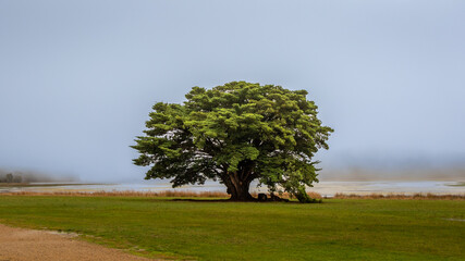 A large tree in front of a lake covered in fog and low hanging clouds. 
