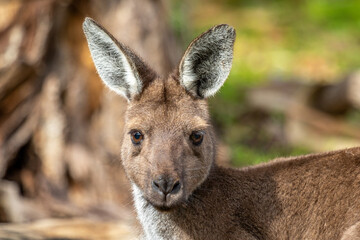 A close up of a kangaroo directly looking at the observer.
