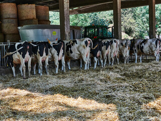 Vacas