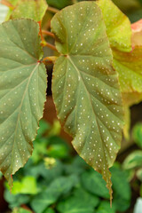 leaf with drops of water