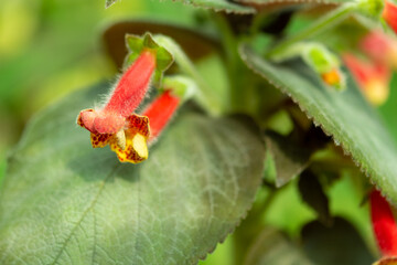 red and yellow flower