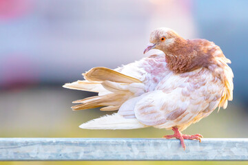 Dove or pigeon on blurry background. Pigeon concept photo. Rock dove or common pigeon.