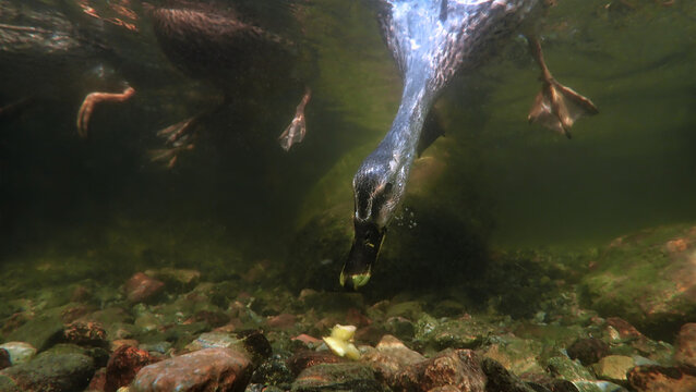 Underwater photo of a diving duck bird