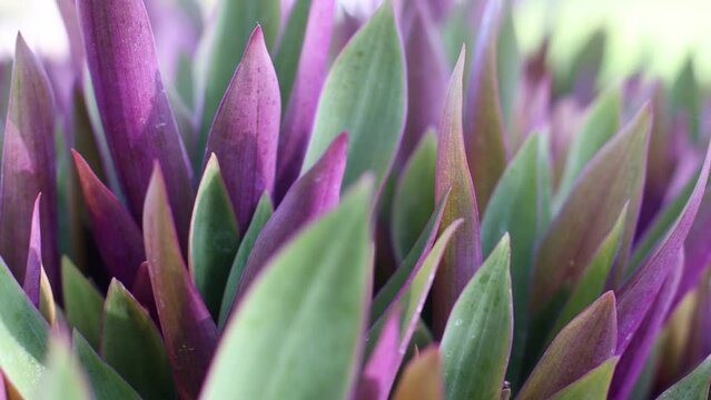 Tradescantia. Tropical plant with purple leaves.