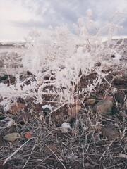 Obraz premium snow covered tree