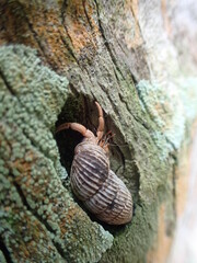 Hermit Crab