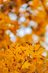 Maple leaves in autumn season. Orange maple leaves on a blurred background