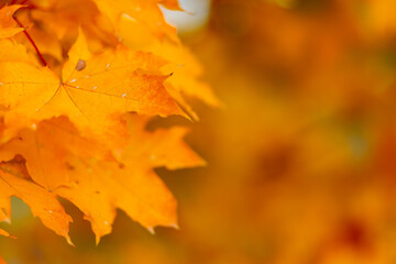 Maple leaves in autumn season. Orange maple leaves on a blurred background