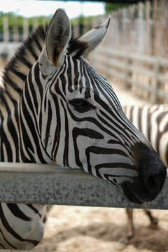 Portrait of a zebra face