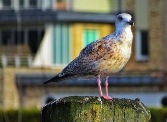 seagull on the pier