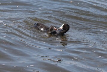 Obraz premium Adult Eurasian coot (Fulica atra) with its duckling swimming and eating. Coot family feeding. Common coot holding algae in beak gives it to its chick.