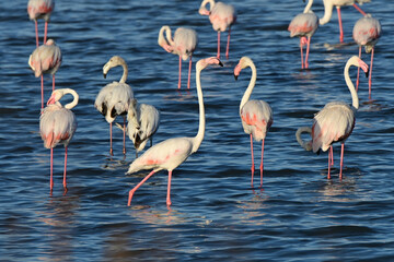 Pink flamingos at sunset in Hyeres, France