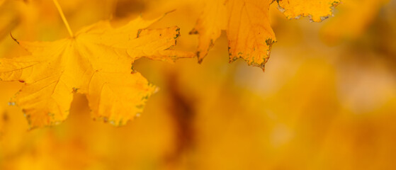 Autumn maple leaves. Maple branch with autumnal leaves. Copy space