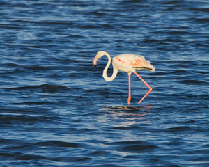 Pink flamingos at sunset in Hyeres, France