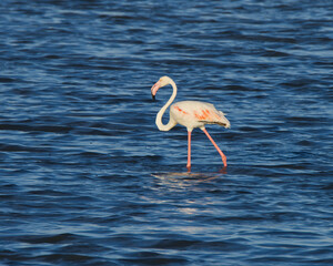 Pink flamingos at sunset in Hyeres, France