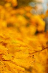 Autumn maple leaves. Maple branch with autumnal leaves. Copy space