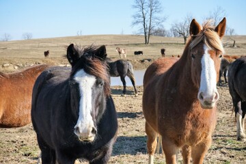 two horses in a field