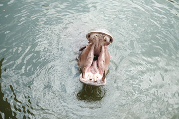 The Hippo in the Everglades