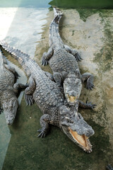 The alligator in the Everglades