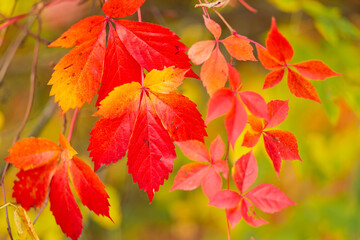 Colorful background of fallen autumn leaves. Bright red leaves of wild grapes. Autumn concept