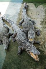 The alligator in the Everglades