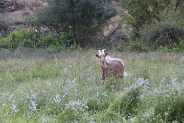 Cabrito no campo 