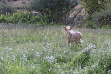 Cabrito no campo 