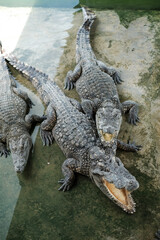 The alligator in the Everglades