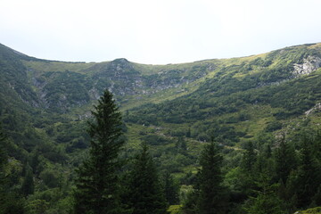 landscape with trees